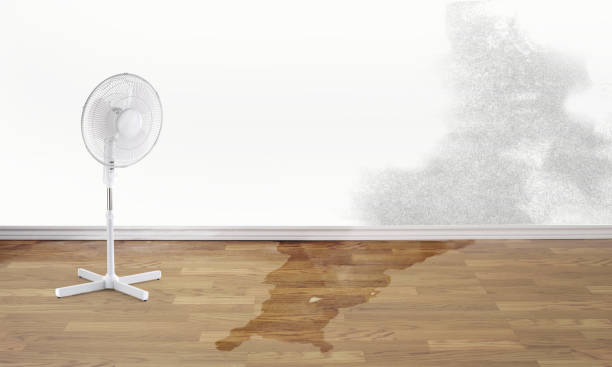 Best Professional water damage repair  in Blue Grass, IA